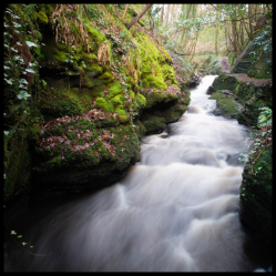 river flowing through an Irish forest